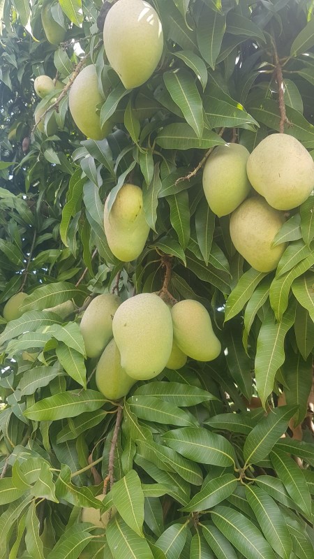 Pumpkins from Kenya